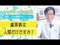【 歯周病 ・ 口腔ケア 】 歯周病って人間だけですか？ #shorts