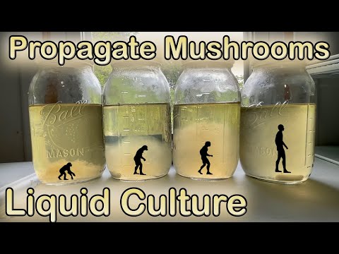 Video: Reproduction of mushrooms. Mushroom propagation methods