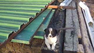 Горячий Ключ. В хорошие руки щенки видео Щенок, упавший в горячий гудрон, был обречен. Но случилось чудо...