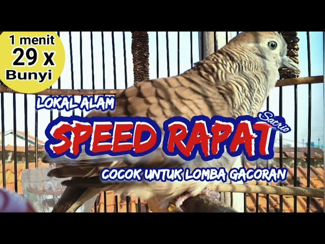 Perkutut Lokal Gacor PALING DICARI Speed Rapat 1 menit 29 x Bunyi Cocok Untuk Lomba Gacoran class=
