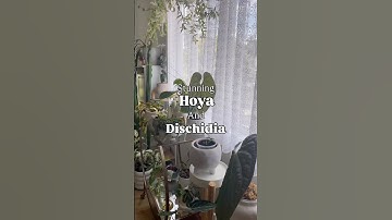 Full Dischidia and Hoya collection video up now! 🌸