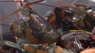Two lobstermen have licenses suspended for stealing traps