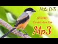 Suara Pikat Burung Cendet Original Alam Liar Mp3 - Mp4 Download