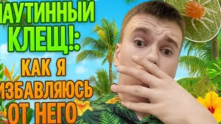 видео: РАЗГОВОРНОЕ ВИДЕО: 2 МОЙ ОПЫТ | КАК Я ИЗБАВЛЯЮСЬ ОТ ПАУТИННОГО КЛЕЩА картинка: РАЗГОВОРНОЕ ВИДЕО: 2 МОЙ ОПЫТ | КАК Я ИЗБАВЛЯЮСЬ ОТ ПАУТИННОГО КЛЕЩА