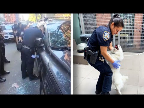 Video: Pet Scoop: NYPD Menyelamatkan Pup Cedera Dari Lebuh Raya, Cinderella the Tiger Mencari Cinta