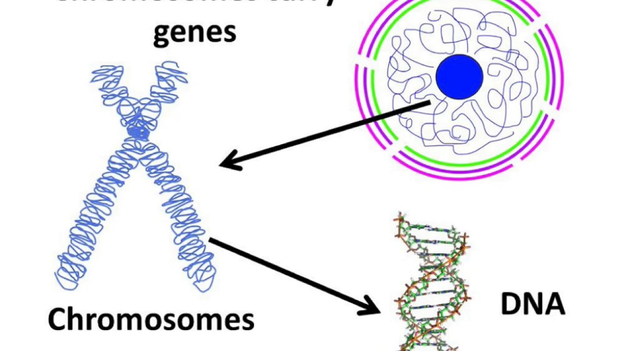 Днк готов. Гены ДНК. Ген и хромосома. Гены и хромосомы. ДНК И хромосомы.