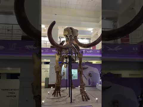 Мамонт монгоченский Гыданский полуостров - YouTube