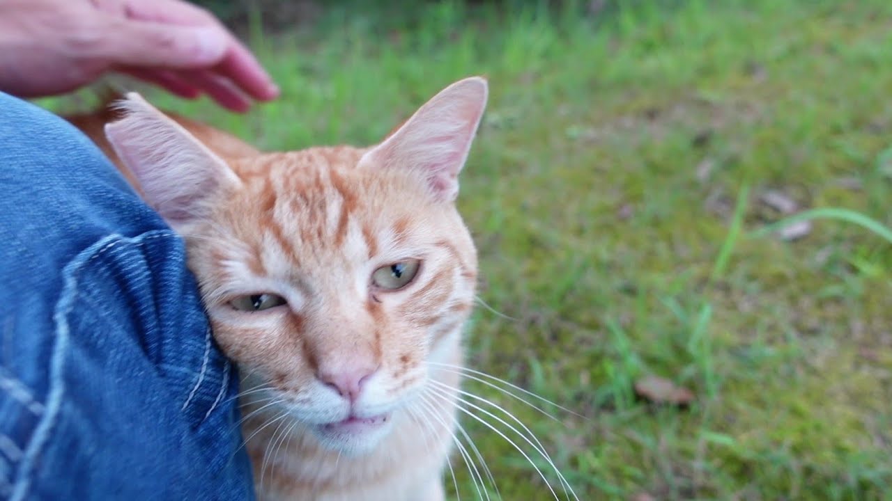 公園の茶トラ猫がゴロゴロと懐いてきてカワイイ Youtube