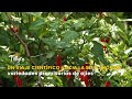 Selección de variedades promisorias de ajíes- TvAgro por Juan Gonzalo Angel
