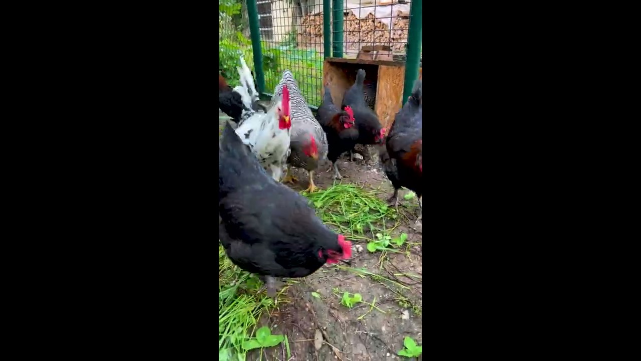 Stall, Nester und Auslauf für unsere Legehennen - Alle Hühner legen ...
