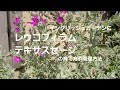 イングリッシュガーデンにあう花木❗レウコフィラム🌸テキサスセージの育て方や管理方法などを詳しく紹介‼️