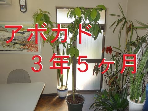 アボカド　発芽から３年５ヶ月　冬は屋内で越冬　育ち過ぎたその後