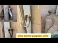 😳🐍कोब्रा सापाचा खतरनाक अटॅक पाहा मित्रांनो🐍😱 Dangerous Cobra Snake attack 🐍