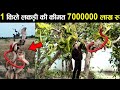 1 किलो लकड़ी की कीमत 7000000 लाख रुपए why this snake tree is expensive ! unusual snake ! earth