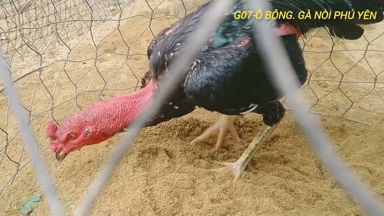 G07/ Ô BÔNG - GÀ NÒI PHÚ YÊN. TƠ NON MỚI MỞ MỎ. Xin mời bắt bóng chiến kê.