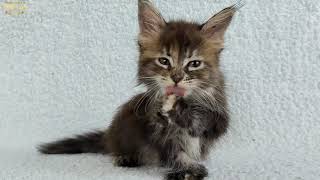 HIKARU (FEMALE) // MAINECOON  POLYDACTYL 7766// 10 WEEK by MuliaCoon Cattery 678 views 2 years ago 2 minutes, 16 seconds