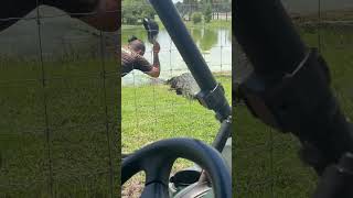 Huge Crocodiles #crocodile#alligator#dinosaur#prehistoric#steveirwin#reptile#ancient#florida#fishing