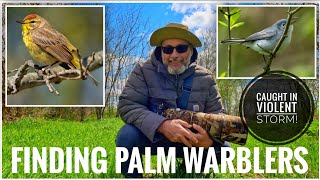 Finding Palm Warblers