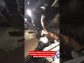 Evakuasi Penyelamatan Kucing Masuk Dashboard Mobil Oleh Team Rescue Kembangan Grup C #shorts