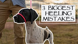 How To Teach Any Dog To Heel Perfectly