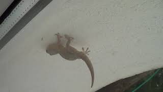 Gecko by filmer138 21 views 5 years ago 2 minutes, 45 seconds