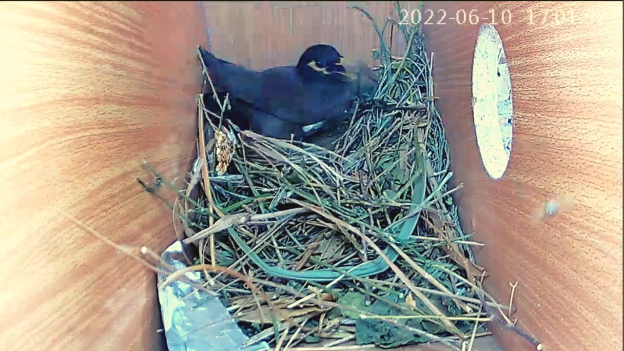 Myna nesting update 10062022 part3 nest myna nestbox nestcamera 