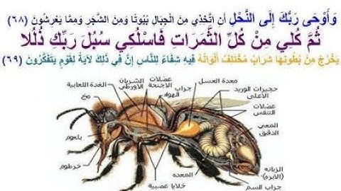 #سورة_النحل بصوت الشيخ محمد غرام رحمه الله عليه ❤️ ❤️ ❤️