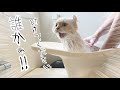 長毛猫3匹をお風呂に入れたらとんでもない事が起きました