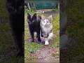Я😻ТОЧНО💓РОДНОЙ?ТЫ💕САМЫЙ😸РОДНОЙ#CAT#NELLIFIS#SHORTS