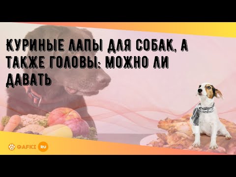 Куриные лапы для собак, а также головы: можно ли давать