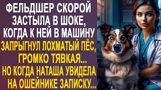 видео: Фельдшер оторопела, когда в её машину запрыгнул пёс. Но когда Наташа увидела на ошейнике записку... картинка: Фельдшер оторопела, когда в её машину запрыгнул пёс. Но когда Наташа увидела на ошейнике записку...