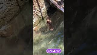 ビーバー親子の水中押し相撲対決 #Shorts #高知県立のいち動物公園