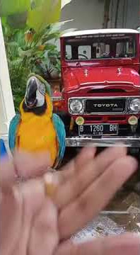 Suara burung macaw#macaw #burung