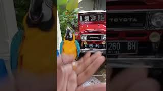 Suara burung macaw#macaw #burung