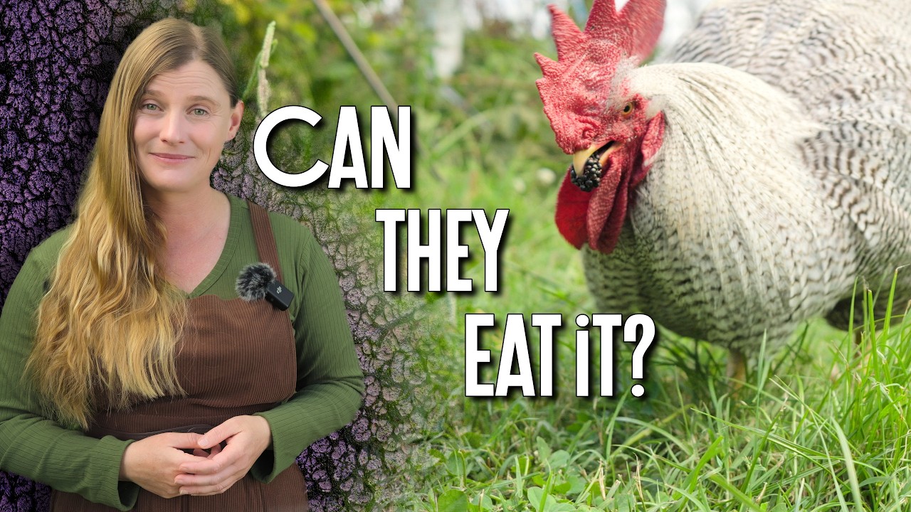 Food Scraps for Chickens | What's Safe & What's Not