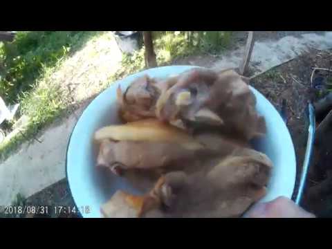 ვიდეო: როგორ გამოვაცხოთ ღორის ღრუ ყელზე