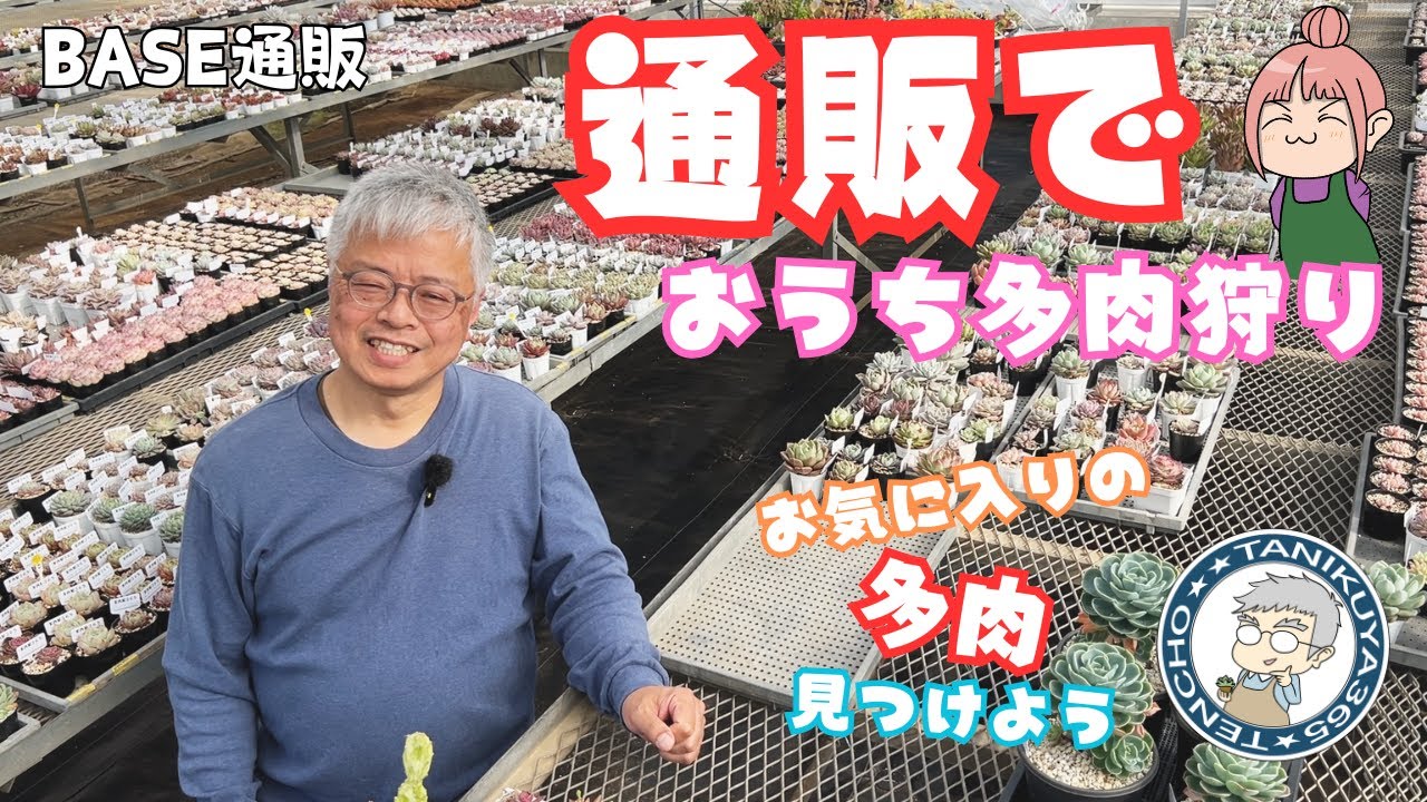 【多肉植物】おうちで多肉狩り！BASE通販でお気に入りの多肉を見つけよう