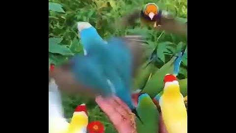 سورة التكوير بصوت القارئ عبد الرحمن العوسي