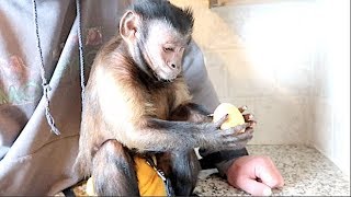 Capuchin Monkey Eats the Golden Easter Egg! Extended Video