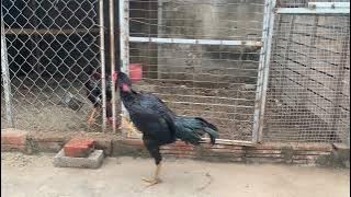 Vietnamese fighting cock, Ayam aduan Vietnam. #chicken #ayam