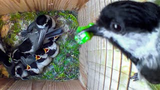 How Do These Tiny Birds Raise So Many Babies? Nest Box Camera Full Story of a Cute Chickadee Family by Lesley the Bird Nerd 26,739 views 5 days ago 40 minutes