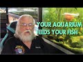 YOUR AQUARIUM FEEDS YOUR FISH