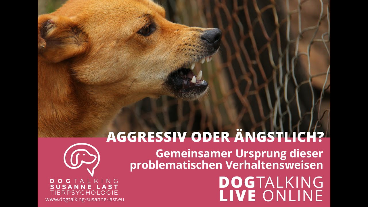 aggressiv oder ängstlich - gemeinsamer Ursprung problematischer Verhaltensweisen