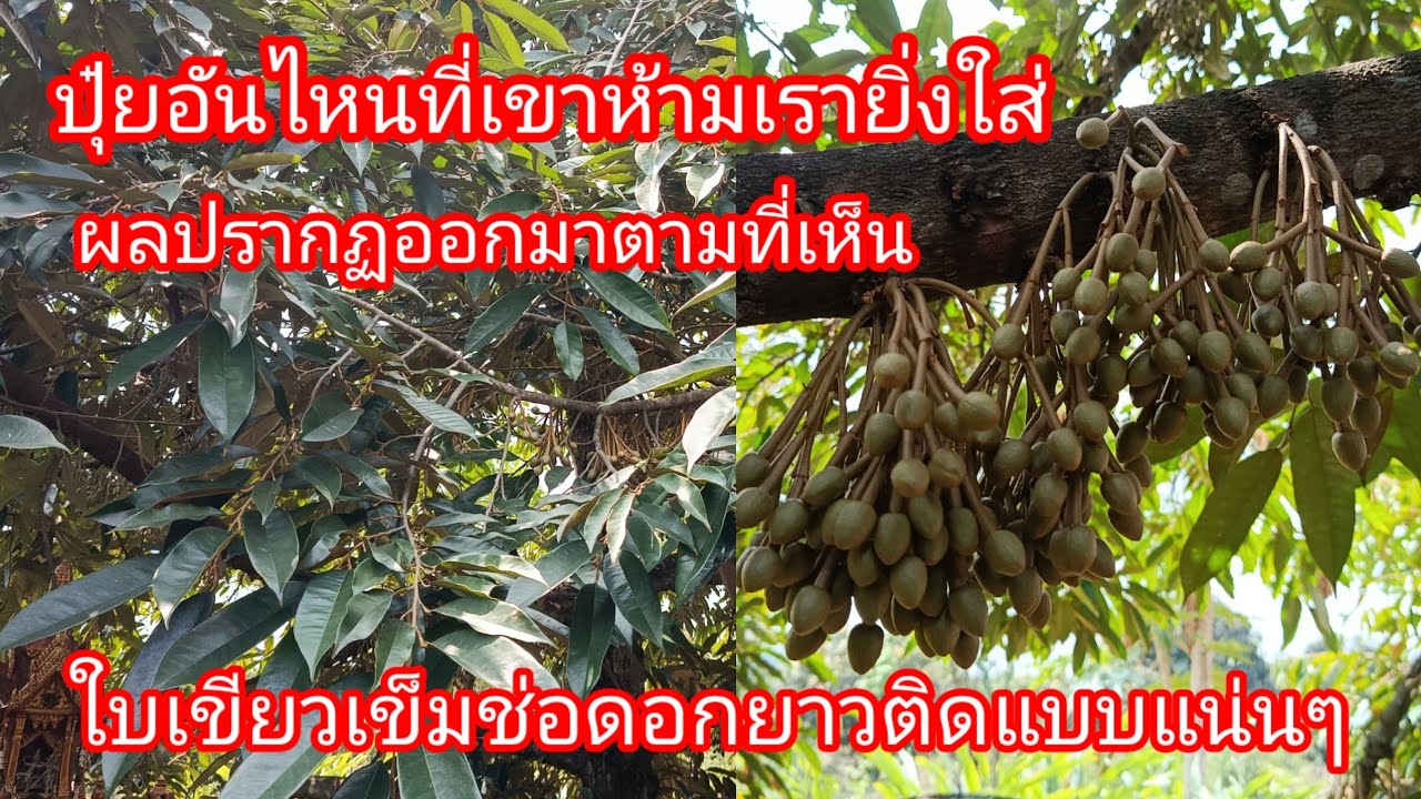 ปุ๋ยอันไหนที่เขาห้ามเรายิ่งใส่ผลปรากฏออกมาตามที่เห็นใบเขียวเข้มช่อดอกยาวติดแบบแน่นๆEP456