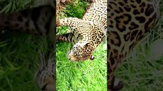 Why Jaguars Have the Strongest Bite