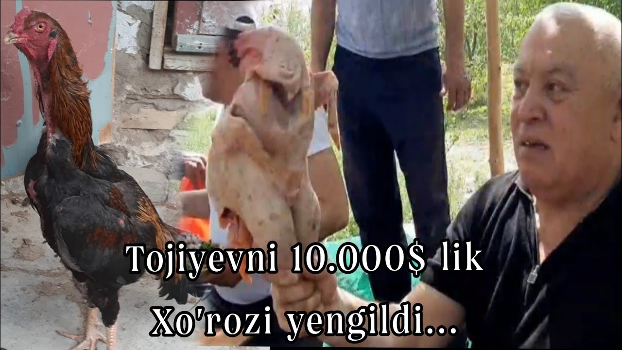 Тожиевни /Ўн минг доллар/лик Хўрози енгилди,😂👍