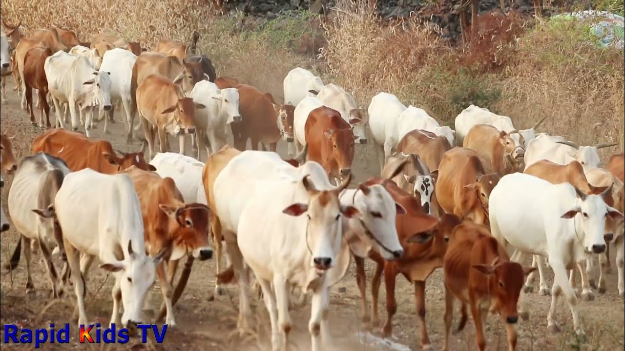 Cow Videos for Funny | Funny Cow Videos | Cutes Cows Video | Rapid Kids TV