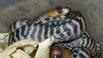 Woma Pythons Hatching - Part 3