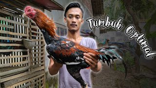 Cara Membuat Pakan Ayam Bangkok Umur 6 sampe 7 Bulan. 