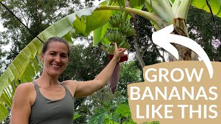 4 Essential tips for growing bananas